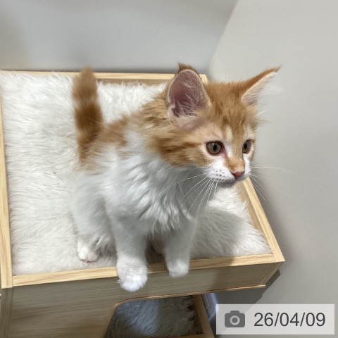 鳥取県のメインクーン (ペッツワン 日吉津店/2026年1月18日生まれ/男の子/レッドタビーホワイト)の子猫の4枚目の画像