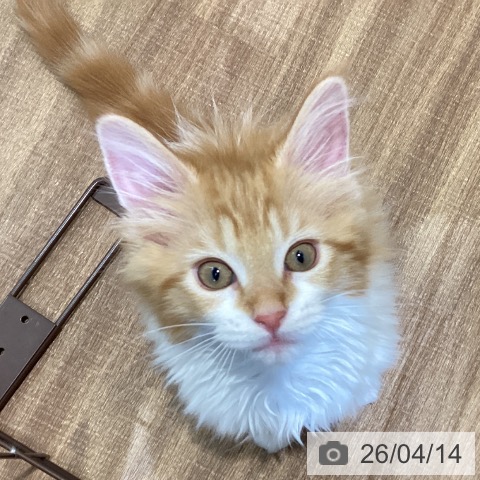 鳥取県のメインクーン (ペッツワン 日吉津店/2026年1月18日生まれ/男の子/レッドタビーホワイト)の子猫の3枚目の画像