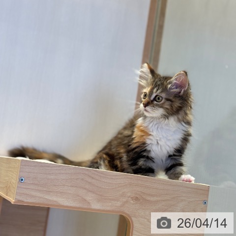 千葉県のメインクーン (ペットプラス 幕張新都心店/2026年1月18日生まれ/女の子/ブラウンパッチドタビーホワイト)の子猫の4枚目の画像