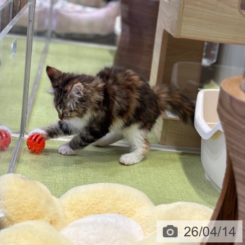 千葉県のメインクーン (ペットプラス 幕張新都心店/2026年1月18日生まれ/女の子/ブラウンパッチドタビーホワイト)の子猫の3枚目の画像