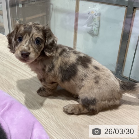 埼玉県のミニチュアダックスフンド(ロング) (ペットプラス コクーンシティ店/2026年1月25日生まれ/女の子/チョコレートダップル)の子犬の3枚目の画像