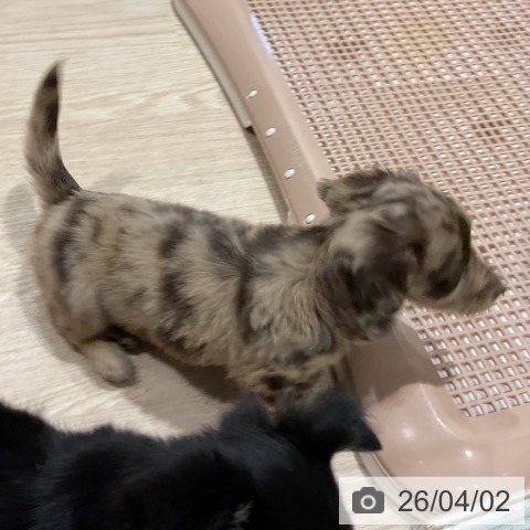 埼玉県のミニチュアダックスフンド(ロング) (ペットプラス コクーンシティ店/2026年1月25日生まれ/女の子/チョコレートダップル)の子犬の4枚目の画像