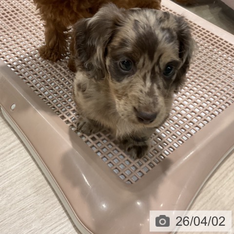 埼玉県のミニチュアダックスフンド(ロング) (ペットプラス コクーンシティ店/2026年1月25日生まれ/女の子/チョコレートダップル)の子犬の3枚目の画像