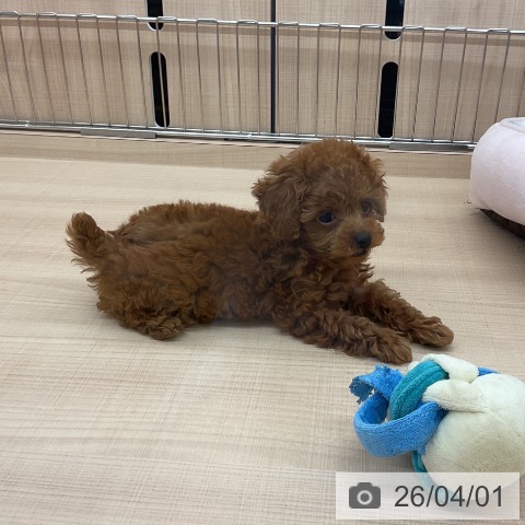 トイ・プードルの写真