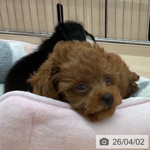 埼玉県のトイプードル(トイ) (ペッツワン 浦和美園店/2026年1月26日生まれ/男の子/レッド)の子犬の3枚目の画像