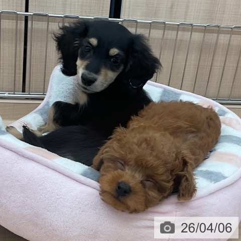 埼玉県のトイプードル(トイ) (ペッツワン 浦和美園店/2026年1月26日生まれ/男の子/レッド)の子犬の3枚目の画像