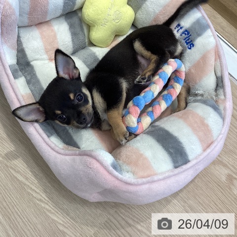 埼玉県のチワワ(ロング) (ペットプラス 八潮店/2026年1月25日生まれ/男の子/ブラックタンホワイト)の子犬の4枚目の画像