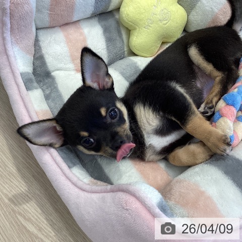 埼玉県のチワワ(ロング) (ペットプラス 八潮店/2026年1月25日生まれ/男の子/ブラックタンホワイト)の子犬の3枚目の画像