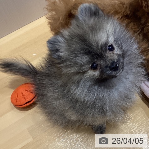 埼玉県のポメラニアン (ペットプラス 与野店/2026年1月23日生まれ/男の子/ウルフセーブル)の子犬の3枚目の画像