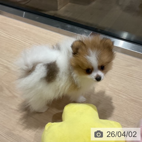 埼玉県のポメラニアン (ペットプラス コクーンシティ店/2026年1月23日生まれ/男の子/パーティーカラー)の子犬の4枚目の画像