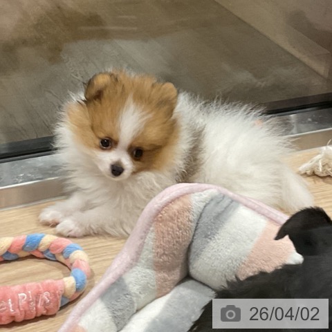 埼玉県のポメラニアン (ペットプラス コクーンシティ店/2026年1月23日生まれ/男の子/パーティーカラー)の子犬の3枚目の画像