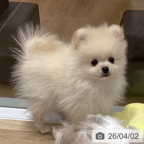 東京都のポメラニアン (ペットプラス MARK IS 葛飾かなまち店/2026年1月23日生まれ/男の子/クリーム)の子犬の4枚目の画像