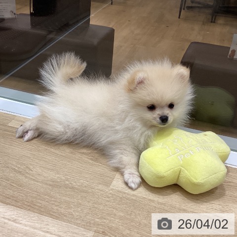 東京都のポメラニアン (ペットプラス MARK IS 葛飾かなまち店/2026年1月23日生まれ/男の子/クリーム)の子犬の3枚目の画像