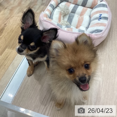 埼玉県のポメラニアン (ペットプラス 八潮店/2026年1月23日生まれ/女の子/オレンジ)の子犬の3枚目の画像