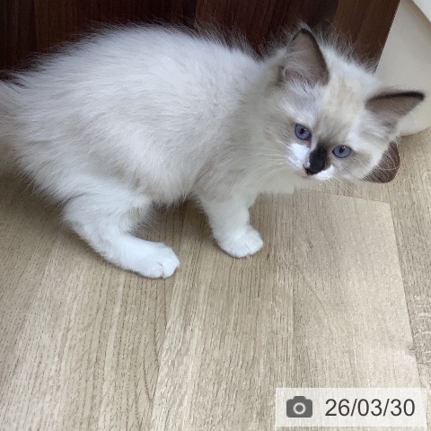 山梨県のラグドール (ペットプラス 甲府昭和店/2026年1月22日生まれ/男の子/シールポイントバイカラー)の子猫の4枚目の画像