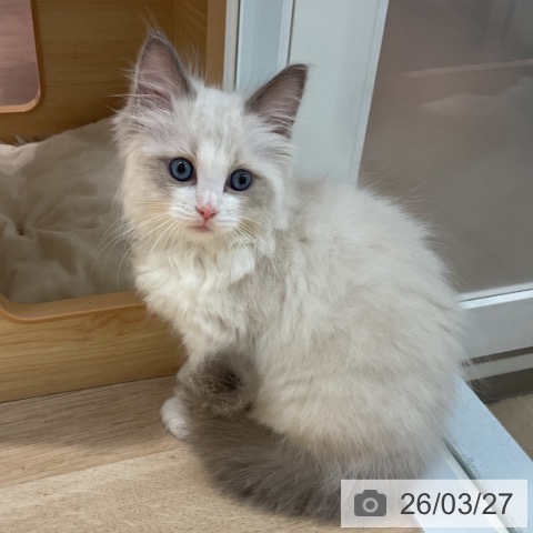 ラグドールの写真