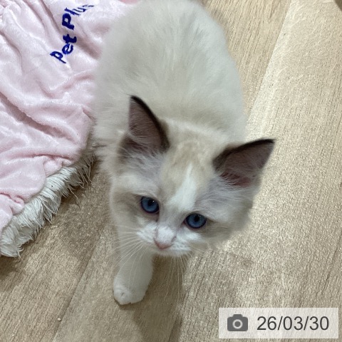 埼玉県のラグドール (ペットプラス ピオニウォーク東松山店/2026年1月22日生まれ/女の子/シールポイントバイカラー)の子猫の4枚目の画像