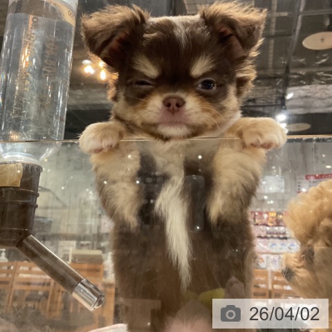 埼玉県のチワワ(ロング) (ペットプラス コクーンシティ店/2026年1月25日生まれ/男の子/チョコレートタンホワイト)の子犬の4枚目の画像