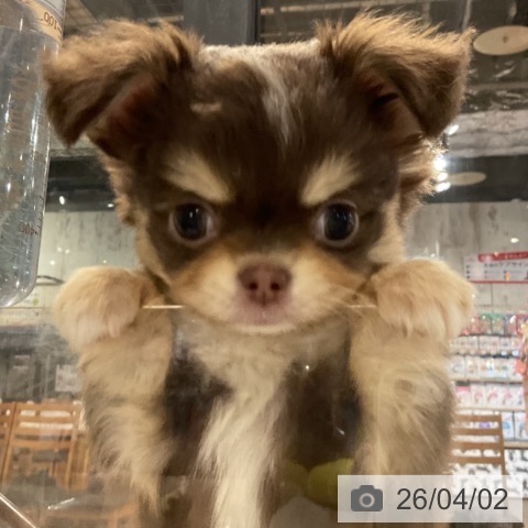 埼玉県のチワワ(ロング) (ペットプラス コクーンシティ店/2026年1月25日生まれ/男の子/チョコレートタンホワイト)の子犬の3枚目の画像
