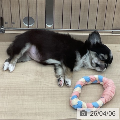 埼玉県のチワワ(ロング) (ペッツワン 浦和美園店/2026年1月25日生まれ/女の子/ブラックタンホワイト)の子犬の3枚目の画像