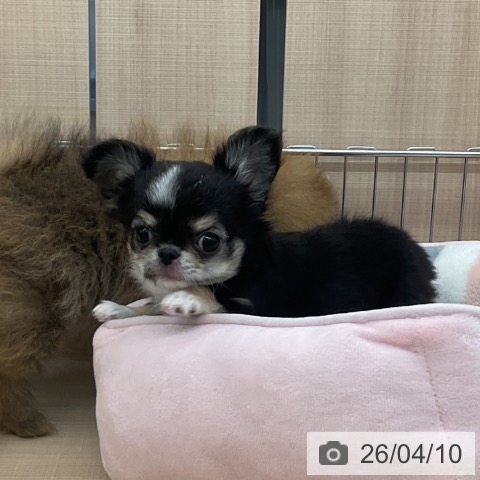 埼玉県のチワワ(ロング) (ペッツワン 浦和美園店/2026年1月25日生まれ/女の子/ブラックタンホワイト)の子犬の3枚目の画像