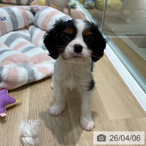 埼玉県のキャバリアキングチャールズスパニエル (ペットプラス ららぽーと新三郷店/2026年1月26日生まれ/男の子/トライカラー)の子犬の4枚目の画像