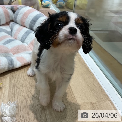 埼玉県のキャバリアキングチャールズスパニエル (ペットプラス ららぽーと新三郷店/2026年1月26日生まれ/男の子/トライカラー)の子犬の3枚目の画像