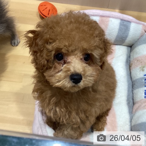 埼玉県のトイプードル(トイ) (ペットプラス 与野店/2026年1月16日生まれ/女の子/レッド)の子犬の3枚目の画像