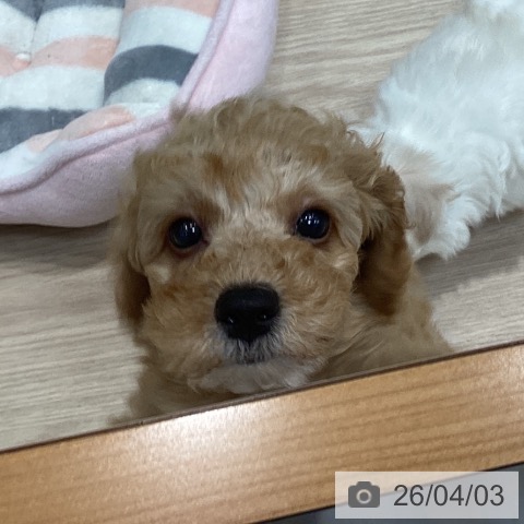 千葉県のトイプードル(トイ) (ペットプラス 柏店/2026年1月26日生まれ/男の子/アプリコット)の子犬の3枚目の画像