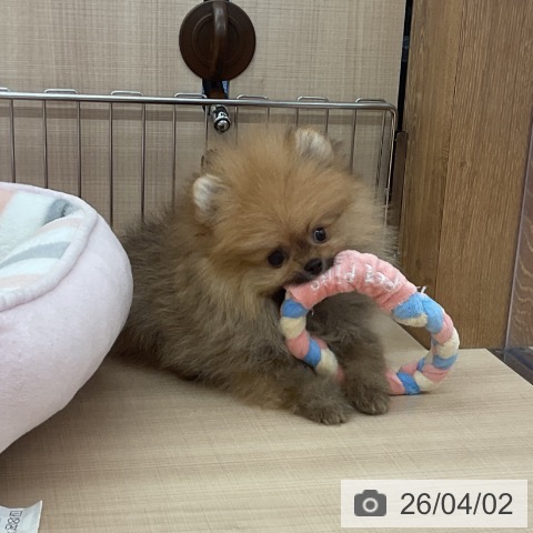 埼玉県のポメラニアン (ペッツワン 浦和美園店/2026年1月25日生まれ/男の子/オレンジセーブル)の子犬の3枚目の画像
