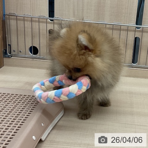 埼玉県のポメラニアン (ペッツワン 浦和美園店/2026年1月25日生まれ/男の子/オレンジセーブル)の子犬の4枚目の画像