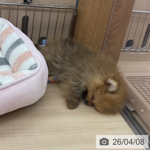 埼玉県のポメラニアン (ペッツワン 浦和美園店/2026年1月25日生まれ/男の子/オレンジセーブル)の子犬の3枚目の画像