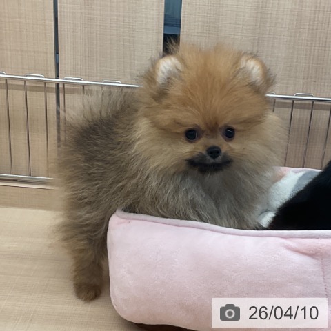 埼玉県のポメラニアン (ペッツワン 浦和美園店/2026年1月25日生まれ/男の子/オレンジセーブル)の子犬の3枚目の画像