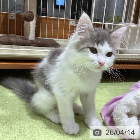 長野県のノルウェージャンフォレストキャット (ペットプラス 松本店/2026年1月10日生まれ/男の子/ブルーホワイト)の子猫の3枚目の画像