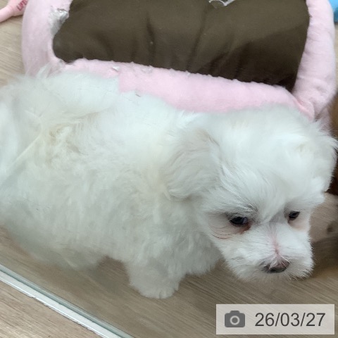 マルチーズの写真