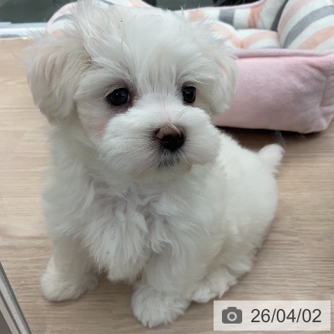埼玉県のマルチーズ (ペットプラス 上尾店/2026年1月25日生まれ/男の子/ホワイト)の子犬の4枚目の画像