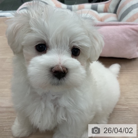 埼玉県のマルチーズ (ペットプラス 上尾店/2026年1月25日生まれ/男の子/ホワイト)の子犬の3枚目の画像