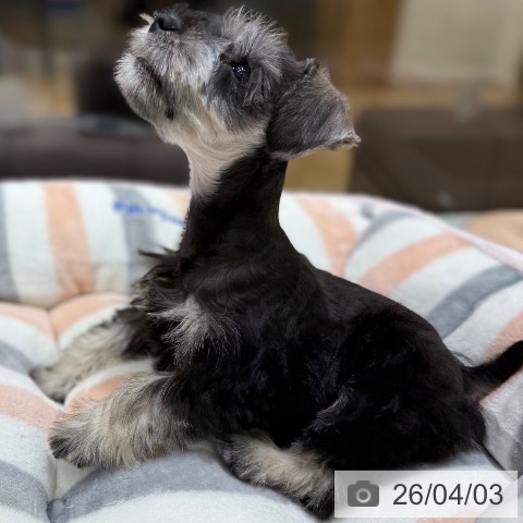 東京都のミニチュアシュナウザー (ペットプラス MARK IS 葛飾かなまち店/2026年1月26日生まれ/男の子/ソルトペッパー)の子犬の4枚目の画像