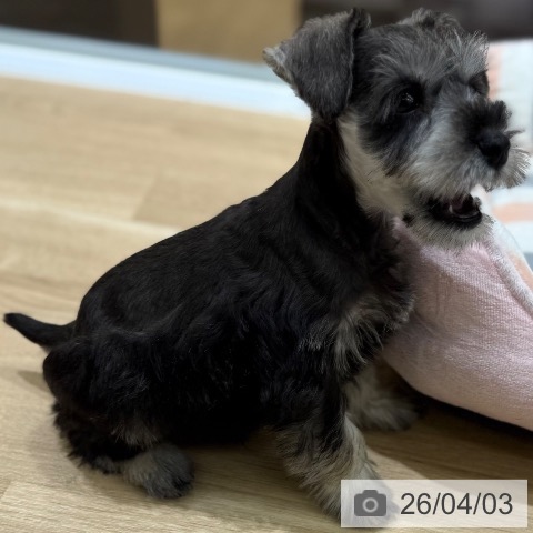 東京都のミニチュアシュナウザー (ペットプラス MARK IS 葛飾かなまち店/2026年1月26日生まれ/男の子/ソルトペッパー)の子犬の3枚目の画像