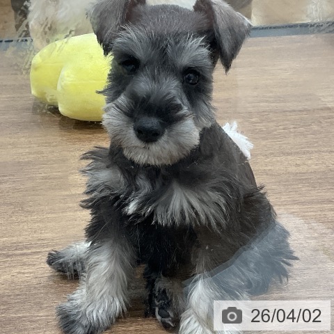 埼玉県のミニチュアシュナウザー (ペッツワン 吉川美南店/2026年1月26日生まれ/男の子/ソルトペッパー)の子犬の4枚目の画像