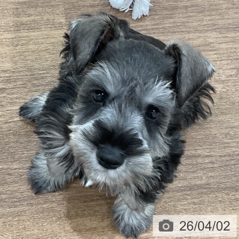 埼玉県のミニチュアシュナウザー (ペッツワン 吉川美南店/2026年1月26日生まれ/男の子/ソルトペッパー)の子犬の3枚目の画像