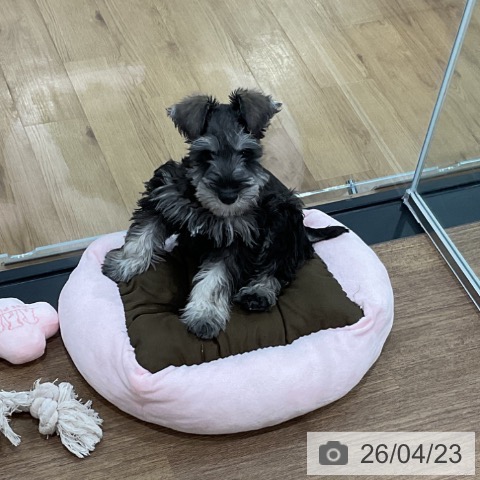 埼玉県のミニチュアシュナウザー (ペッツワン 吉川美南店/2026年1月26日生まれ/男の子/ソルトペッパー)の子犬の3枚目の画像