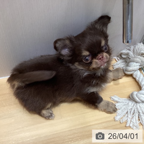 埼玉県のチワワ(ロング) (ペットプラス 与野店/2026年1月25日生まれ/男の子/チョコレートタンホワイト)の子犬の4枚目の画像