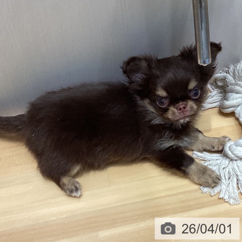 埼玉県のチワワ(ロング) (ペットプラス 与野店/2026年1月25日生まれ/男の子/チョコレートタンホワイト)の子犬の3枚目の画像