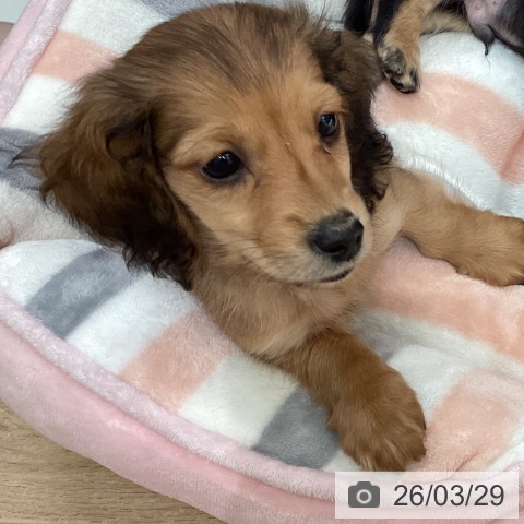 埼玉県のミニチュアダックスフンド(ロング) (ペットプラス イオンモール春日部店/2026年1月26日生まれ/男の子/レッド)の子犬の4枚目の画像