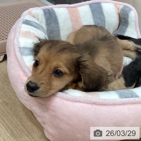 埼玉県のミニチュアダックスフンド(ロング) (ペットプラス イオンモール春日部店/2026年1月26日生まれ/男の子/レッド)の子犬の3枚目の画像