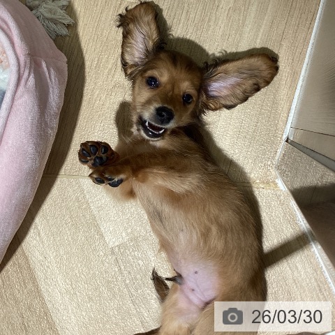 埼玉県のミニチュアダックスフンド(ロング) (ペットプラス イオンモール春日部店/2026年1月26日生まれ/男の子/レッド)の子犬の4枚目の画像