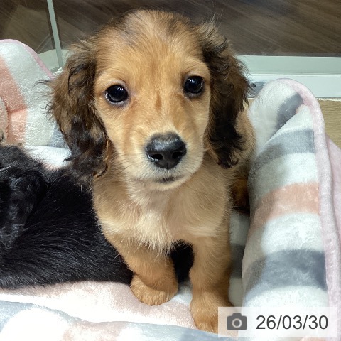 埼玉県のミニチュアダックスフンド(ロング) (ペットプラス イオンモール春日部店/2026年1月26日生まれ/男の子/レッド)の子犬の3枚目の画像