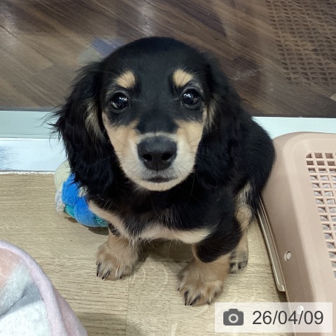 埼玉県のミニチュアダックスフンド(ロング) (ペットプラス イオンモール春日部店/2026年1月26日生まれ/男の子/ブラックイエロー)の子犬の3枚目の画像