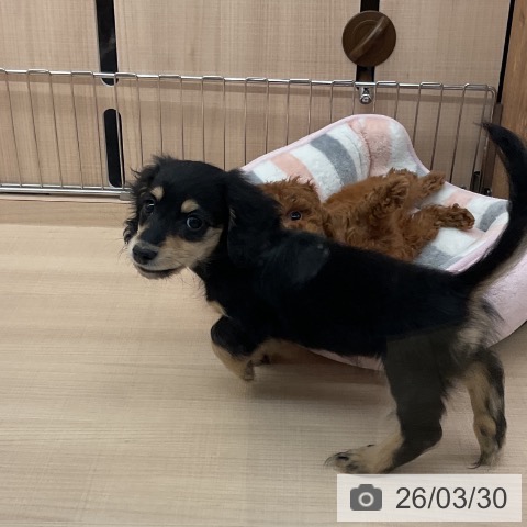 埼玉県のミニチュアダックスフンド(ロング) (ペッツワン 浦和美園店/2026年1月26日生まれ/女の子/ブラックイエロー)の子犬の4枚目の画像